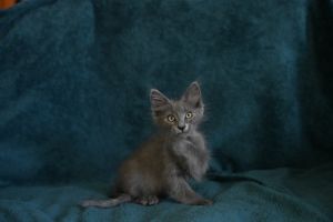 Myrtille, Baby Female unknown