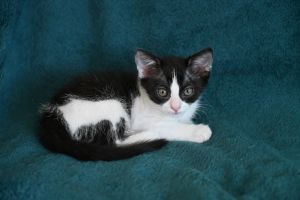 Lunette, Baby Female unknown