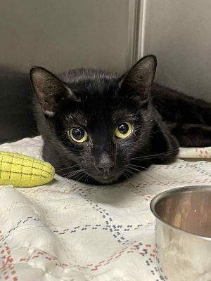 Angel, Adult Female unknown