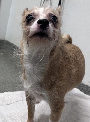 Roxie (mama), Senior Female unknown