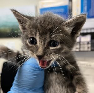 Primary Color Grey Tabby Weight 15625lbs