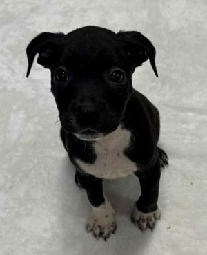 Daisy, Baby Female unknown
