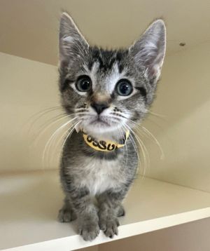 Possum Domestic Short Hair Cat