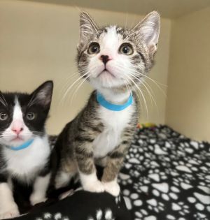 Liberty Domestic Short Hair Cat