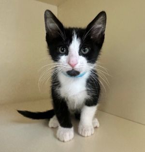 Oreo Domestic Short Hair Cat