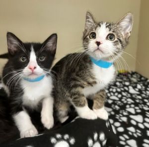 Dash Domestic Short Hair Cat