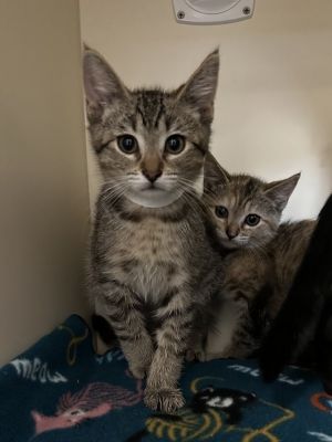 Parade Domestic Short Hair Cat