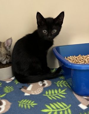 Barbecue Domestic Short Hair Cat