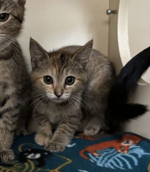 Firework Domestic Short Hair Cat