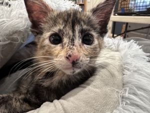 Tootsie Tortoiseshell Cat