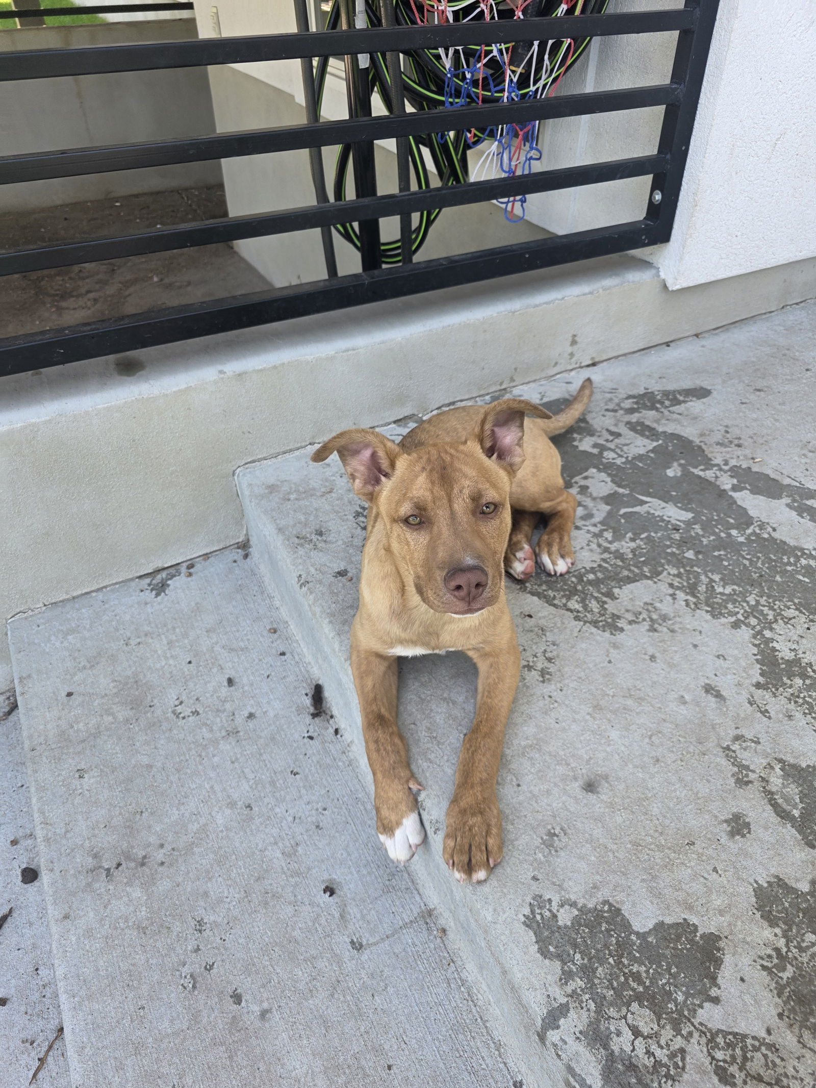 Molly, an adoptable Labrador Retriever, Pit Bull Terrier in Midway, UT, 84049 | Photo Image 1