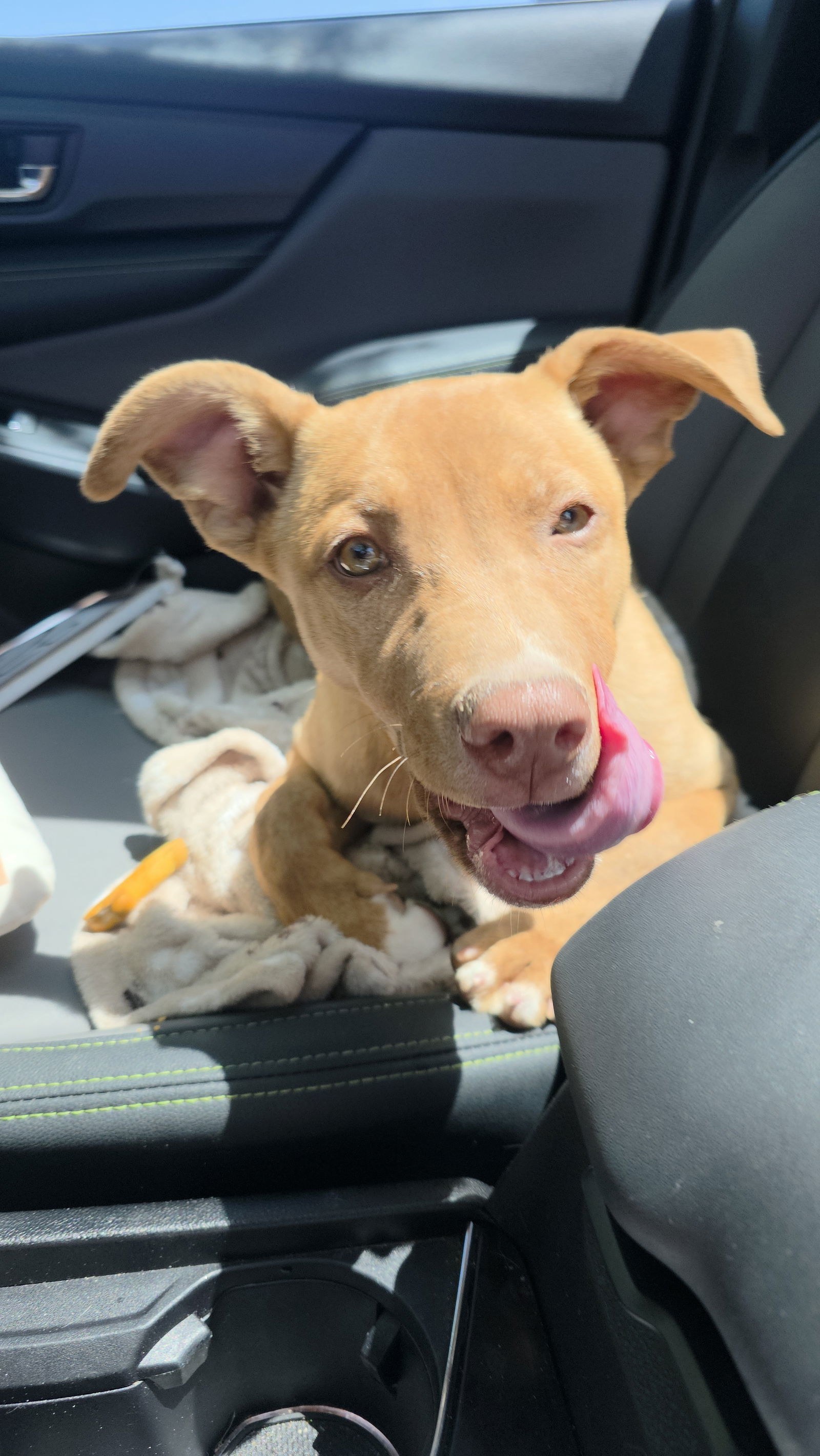 Molly, an adoptable Labrador Retriever, Pit Bull Terrier in Midway, UT, 84049 | Photo Image 2