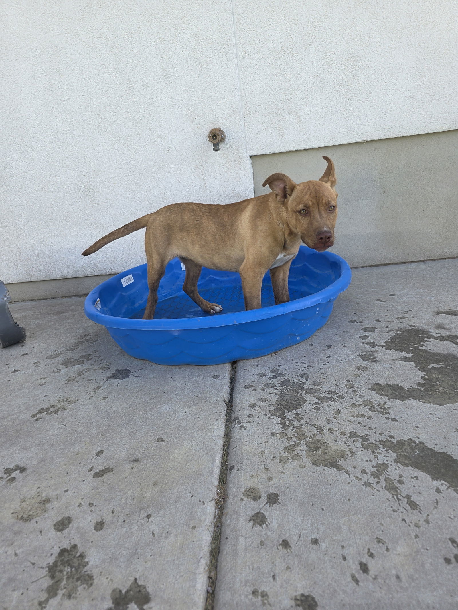 Molly, an adoptable Labrador Retriever, Pit Bull Terrier in Midway, UT, 84049 | Photo Image 3