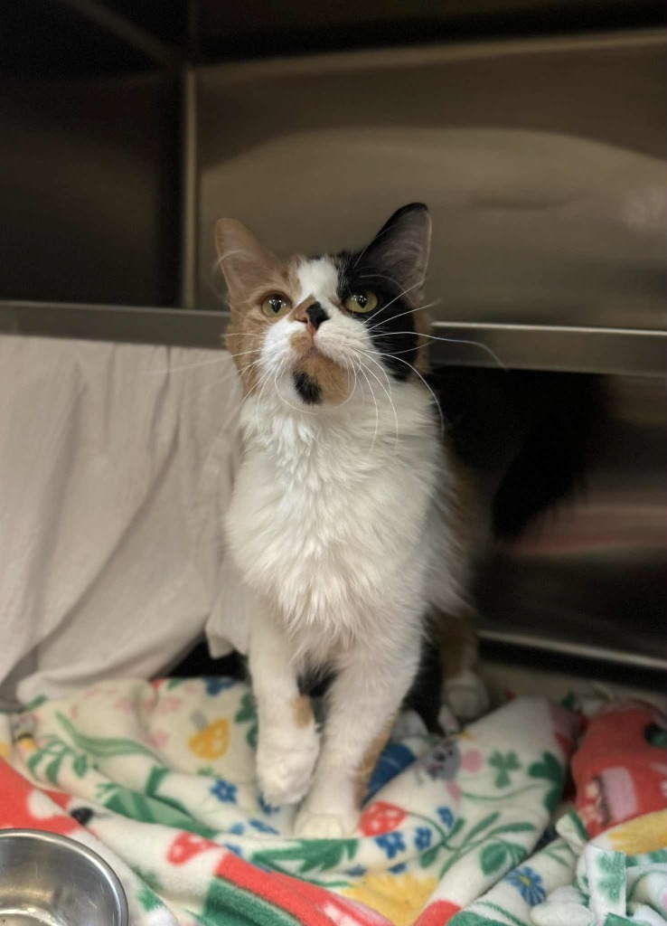 Sassy, an adoptable Domestic Medium Hair in Grand Forks, ND, 58203 | Photo Image 1
