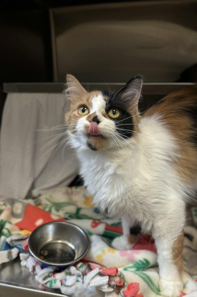 Sassy, an adoptable Domestic Medium Hair in Grand Forks, ND, 58203 | Photo Image 3
