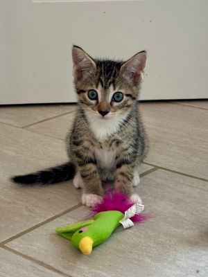 Toothless Domestic Short Hair Cat