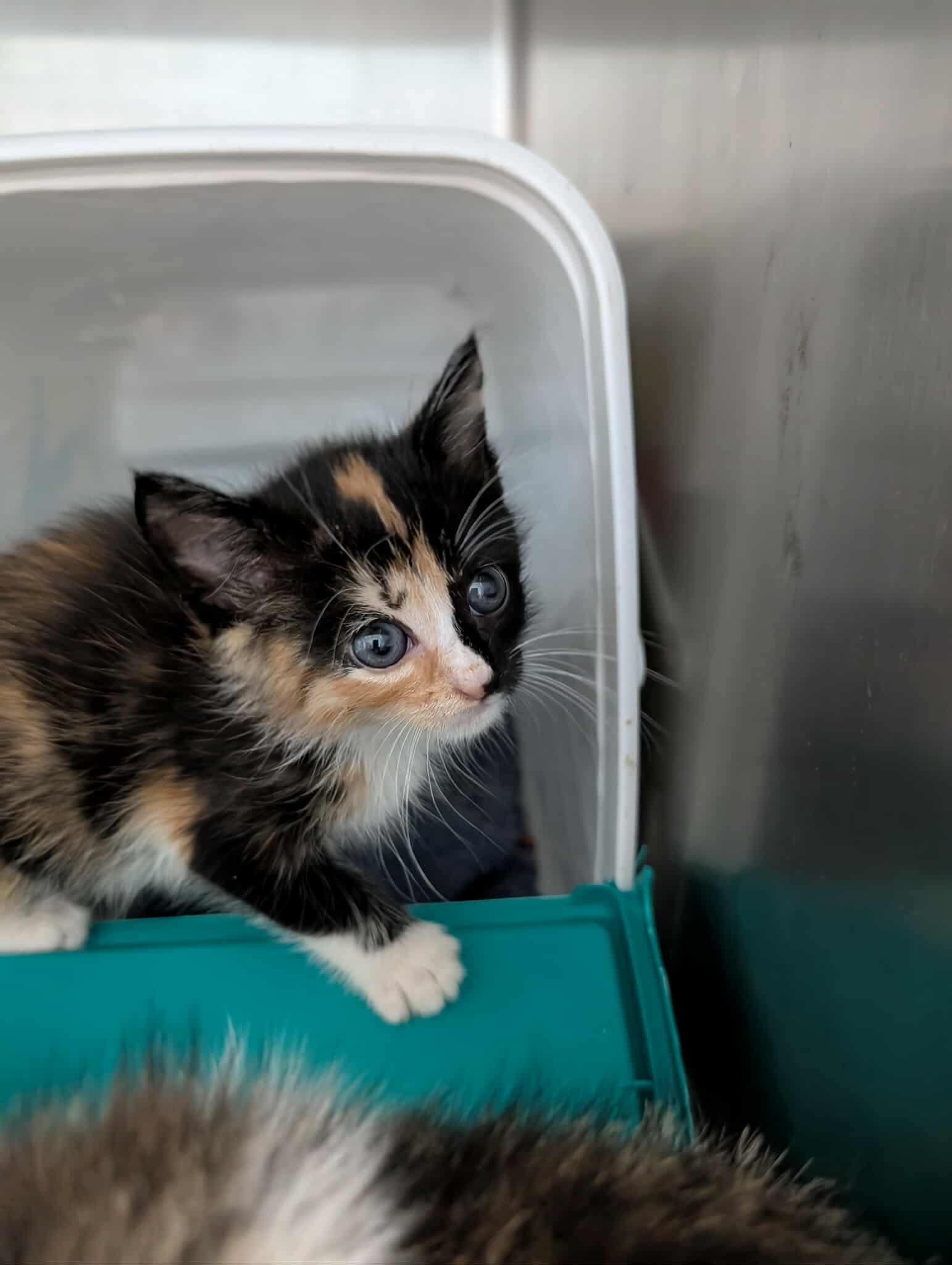Arabella: Not at shelter (Kristy)