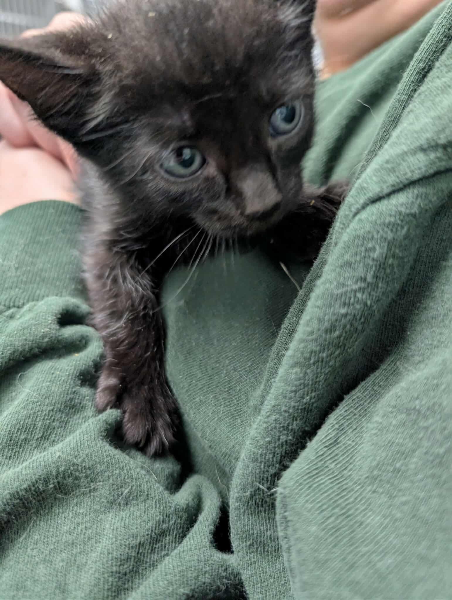 Venus - Not at shelter (Kendra)