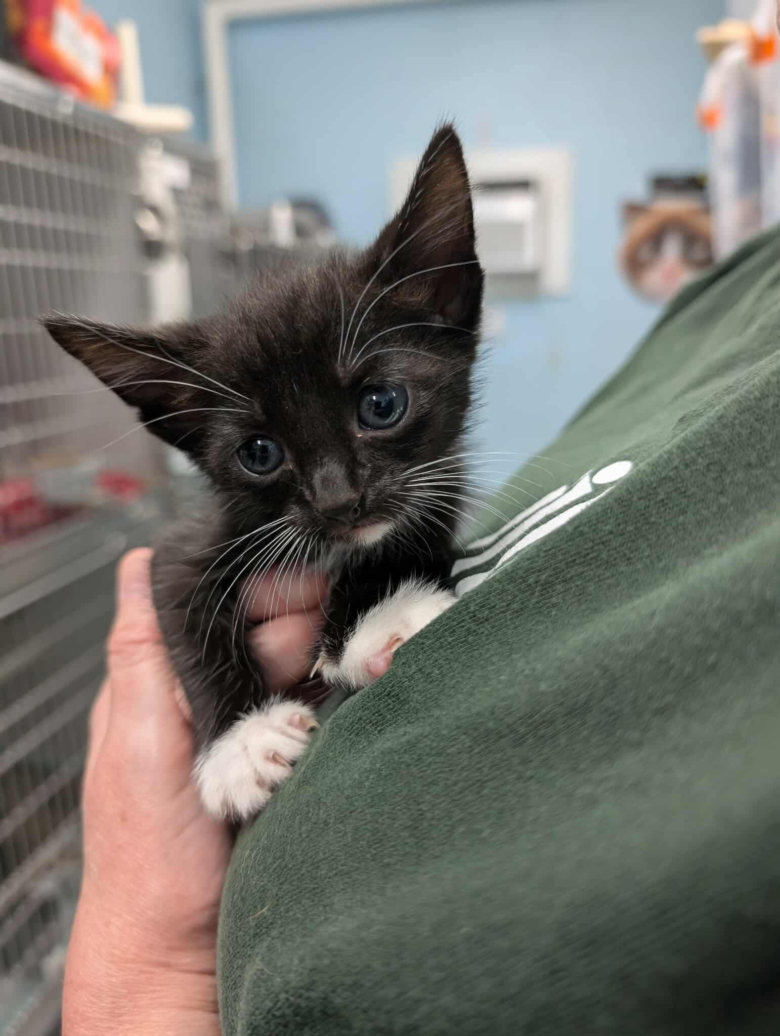 Mercury - At shelter