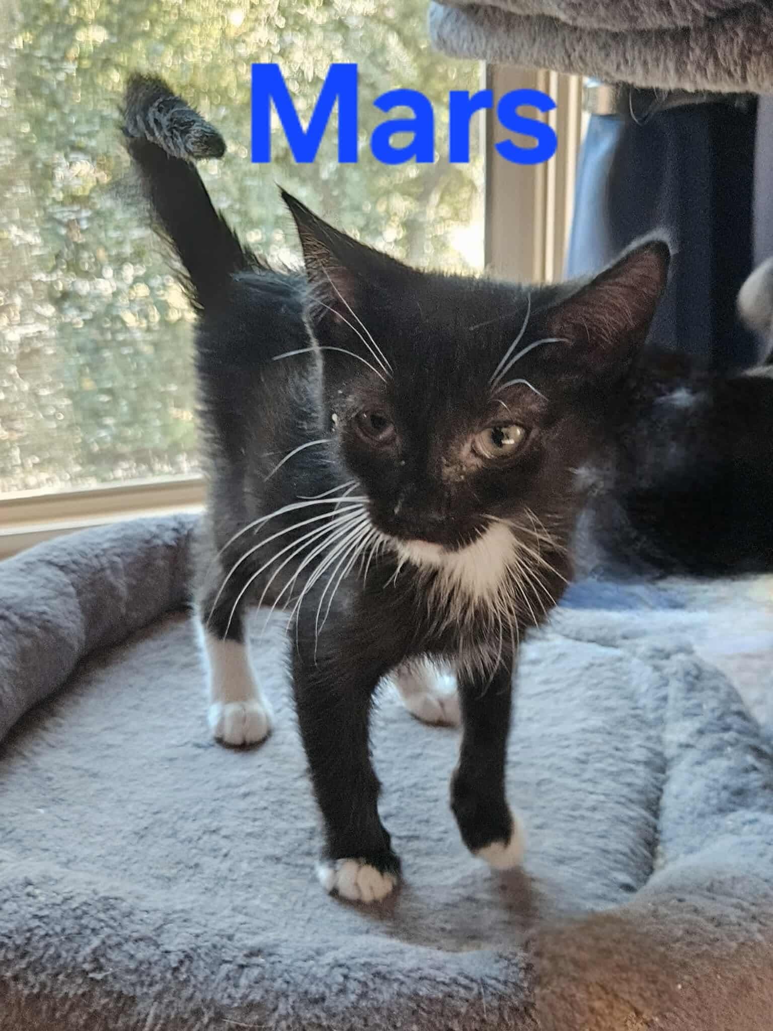 Mars - Not at shelter (Kendra)