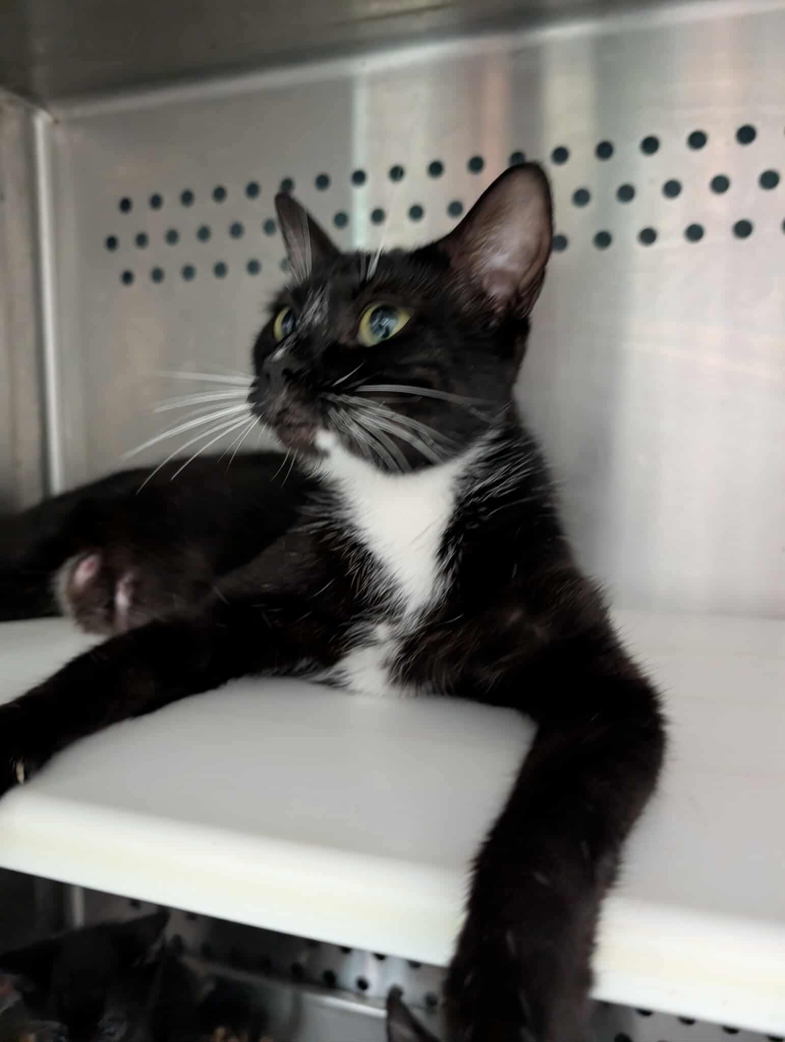 Saturn - Not at shelter (Kendra)