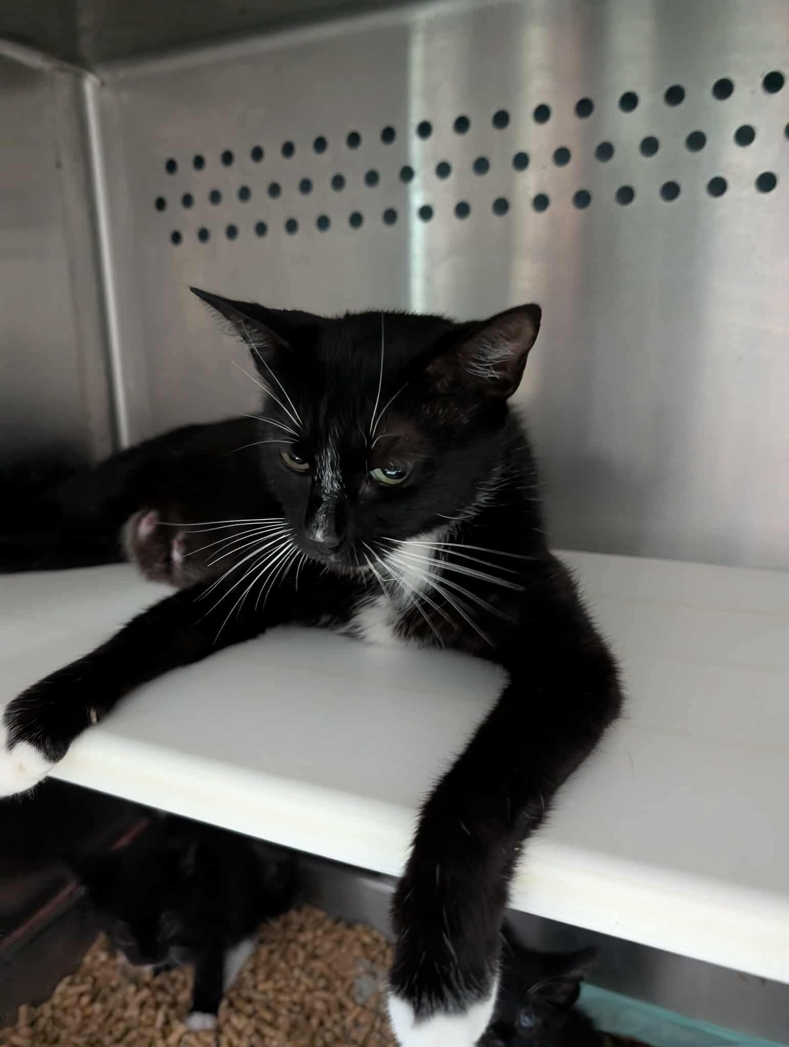 Saturn - Not at shelter (Kendra)