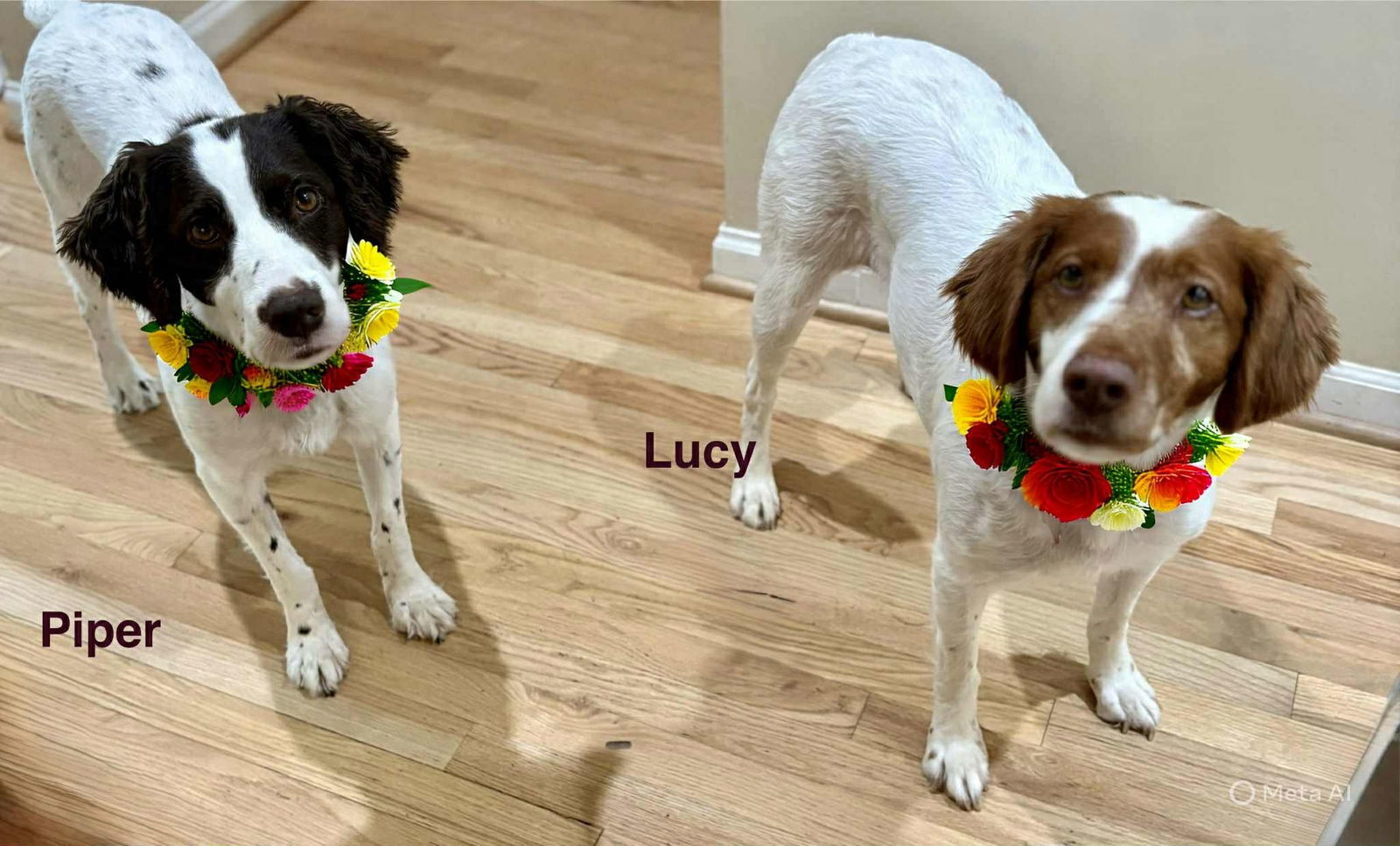 MI/Piper (bonded with MI/Lucy)