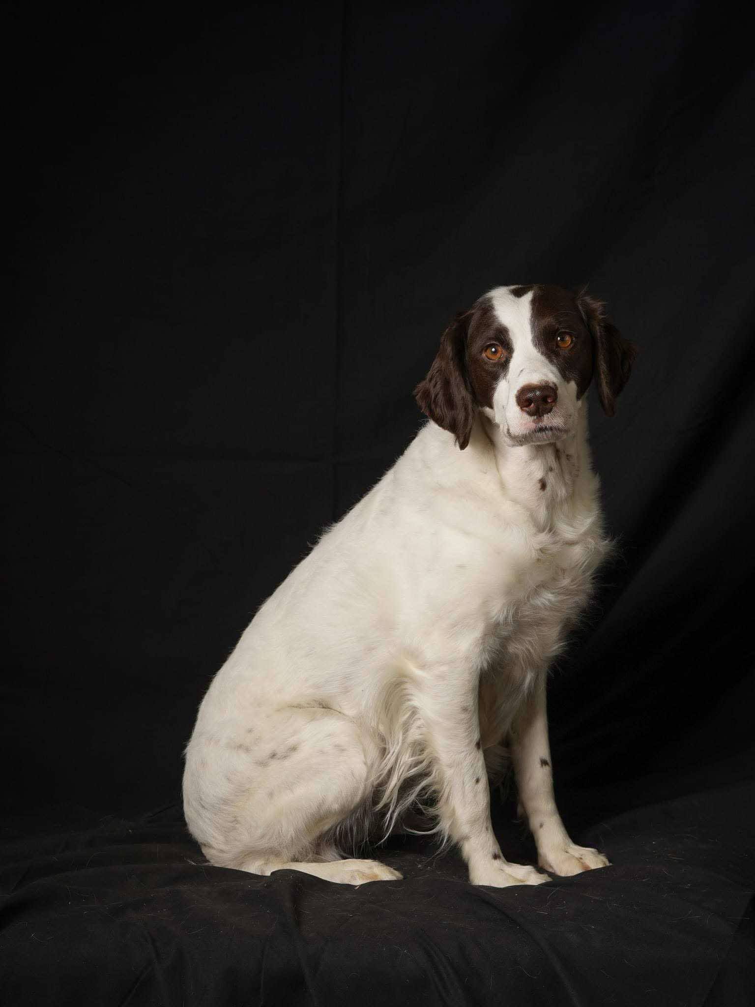 MI/Piper (bonded with MI/Lucy)