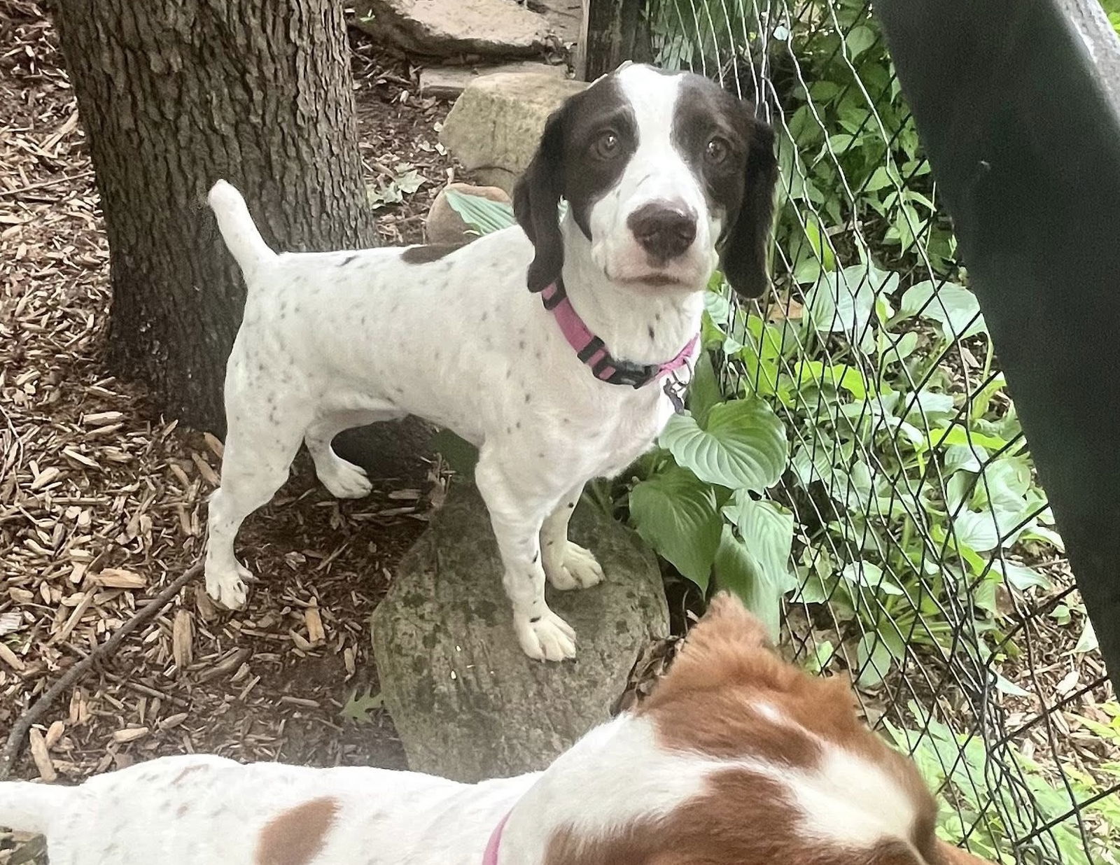 MI/Piper (bonded with MI/Lucy)