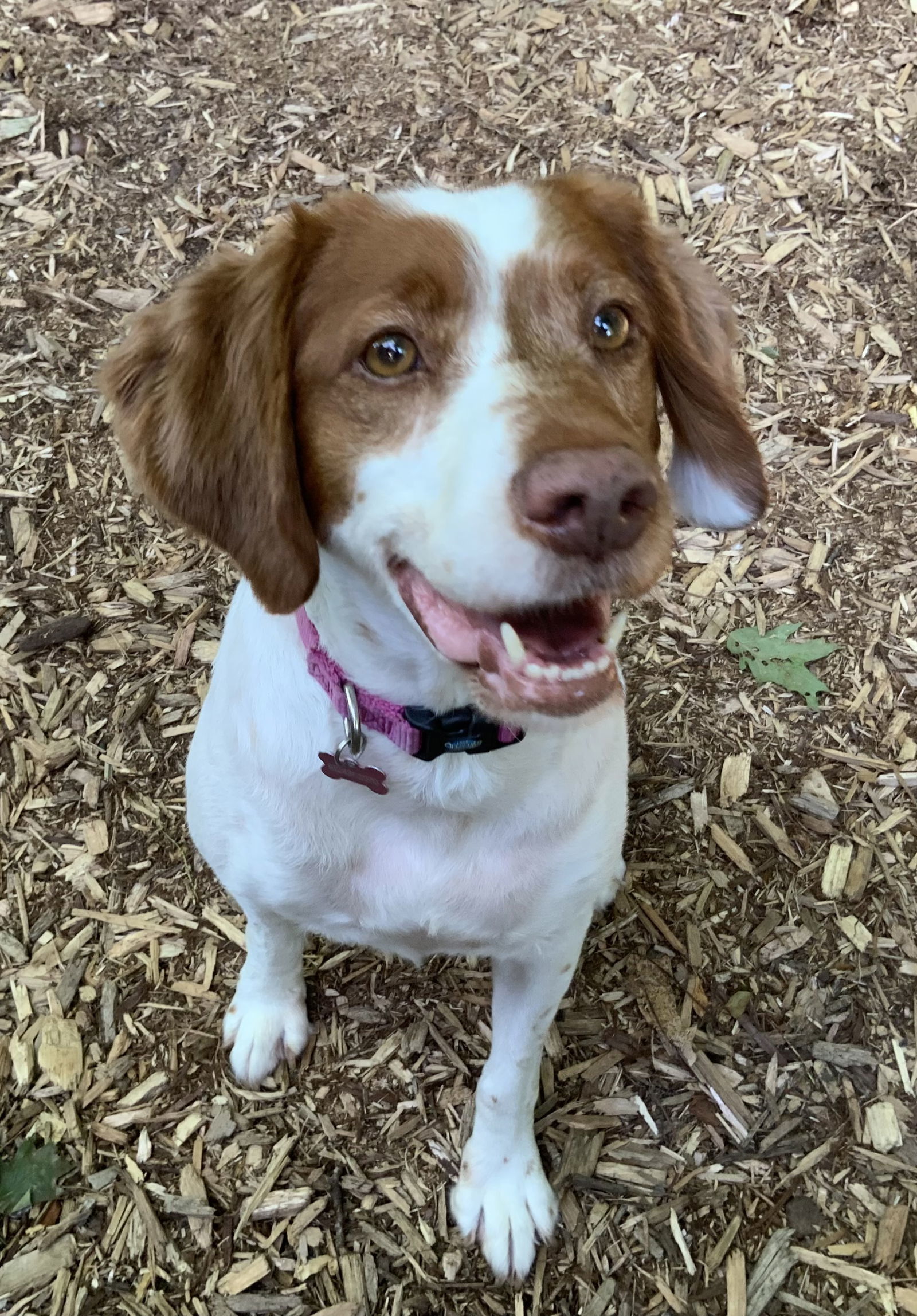 MI/Lucy (bonded with MI/Piper)