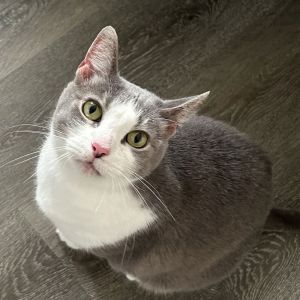 Sakura, Adult Female unknown