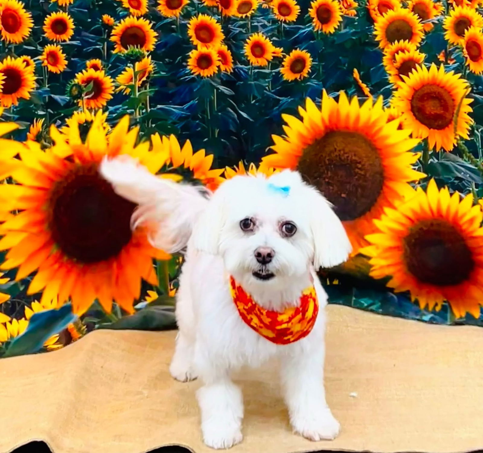 Bonnie, an adoptable Havanese in Gulfport, MS, 39503 | Photo Image 1