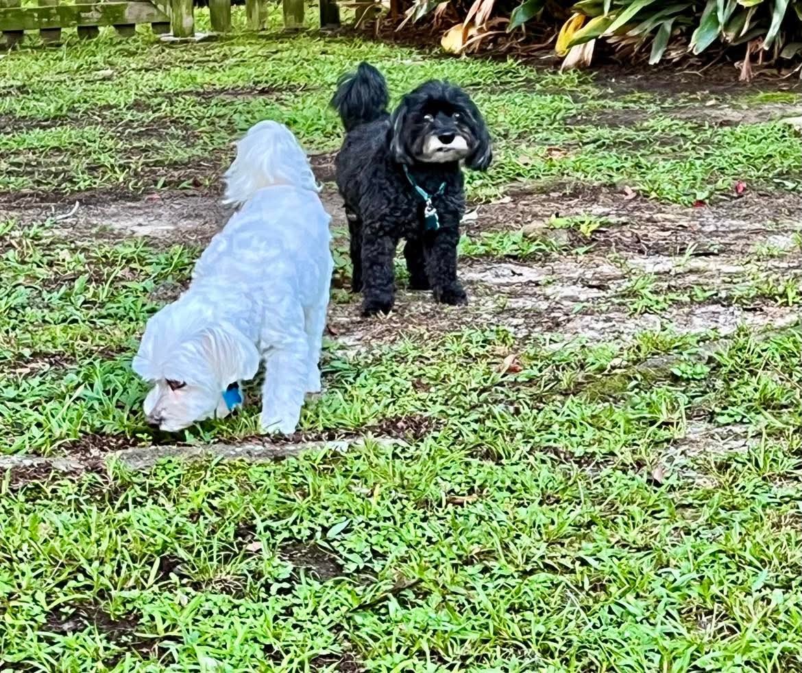 Bonnie, an adoptable Havanese in Gulfport, MS, 39503 | Photo Image 3