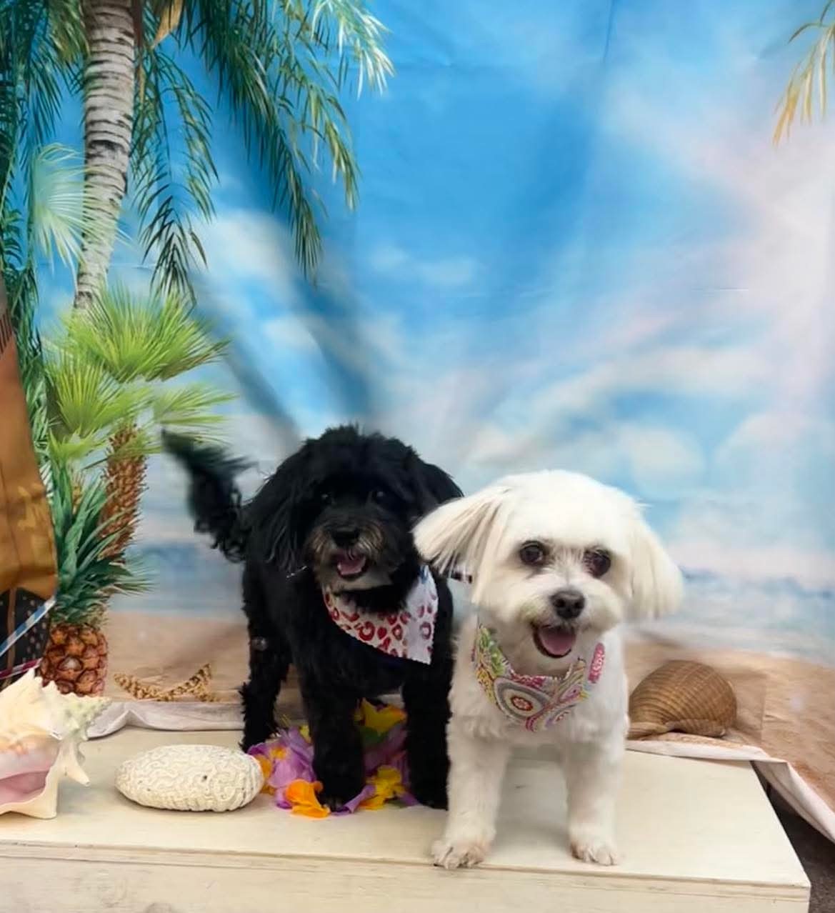 Clyde, an adoptable Havanese in Gulfport, MS, 39503 | Photo Image 2