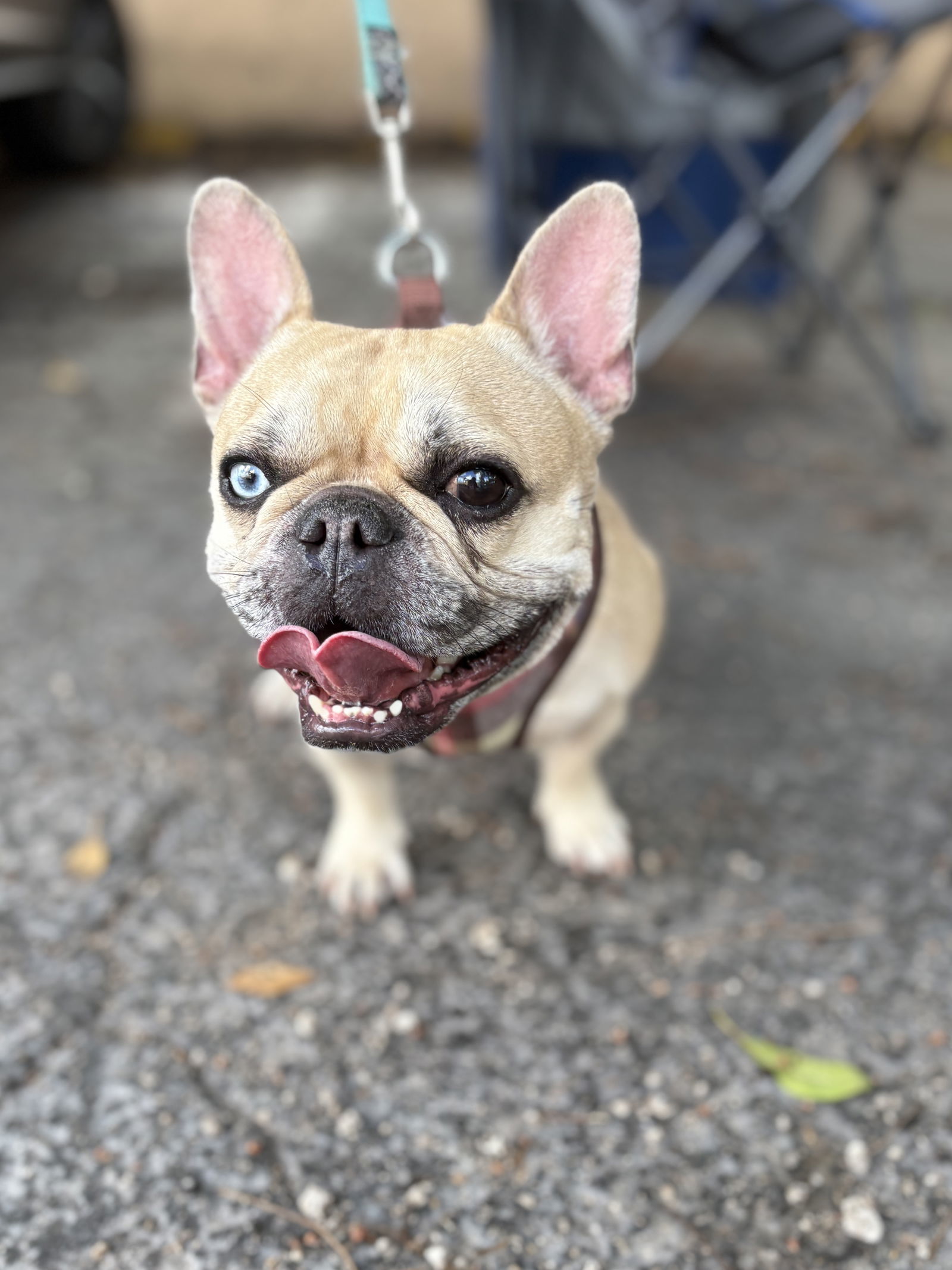 DIAMOND DOG