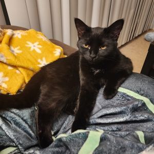 Jenni, Adult Female unknown