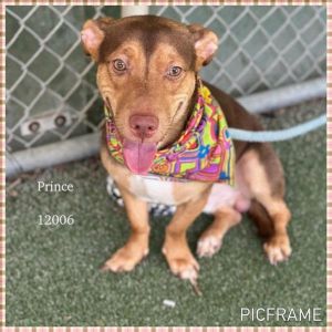 Primary Color Brown Secondary Color White Weight 32lbs Age 1yrs 0mths 1wks
