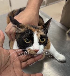 Pandora(646), Adult Female unknown