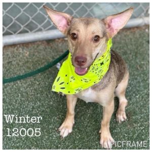 Primary Color Brown Secondary Color White Weight 18lbs Age 1yrs 0mths 1wks