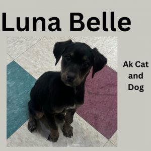 Luna Bell (Yellow collar surrendered/AC)