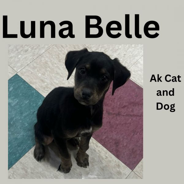 Luna Bell (yellow Collar