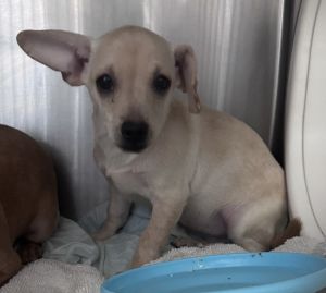 Reya, Baby Female unknown