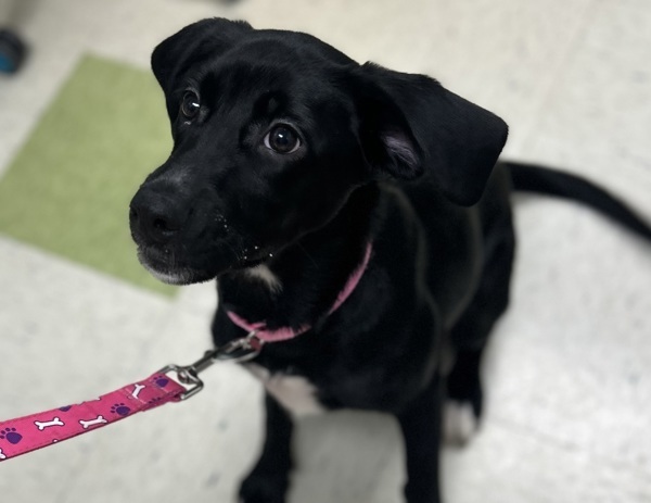 Luna