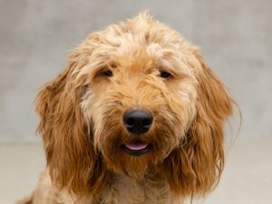 Maisie, Adult Female unknown