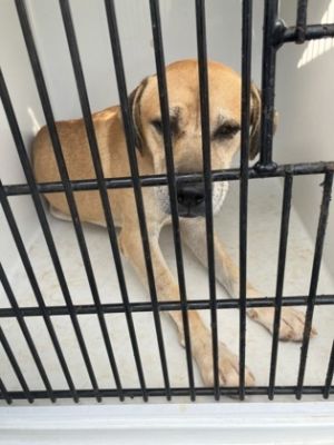 58932320, Adult Male unknown
