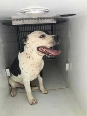 58932264, Adult Male unknown