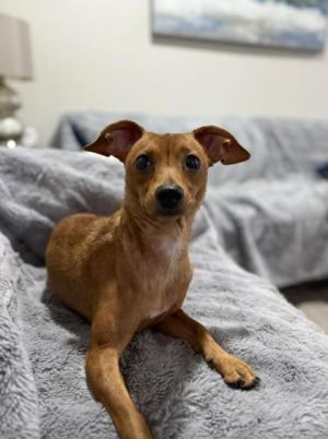 Bella, Adult Female unknown