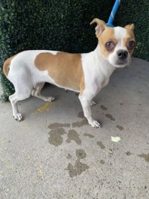 58927186, Adult Female unknown