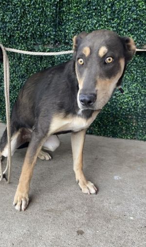 58928281, Adult Male unknown