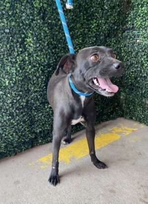 58931017, Adult Female unknown